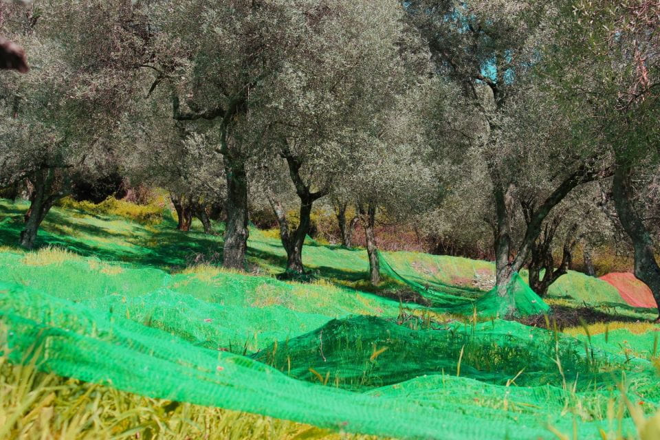 From Porto Vecchio: Corsica Mountain Tour - Sipping Mirto Liqueur