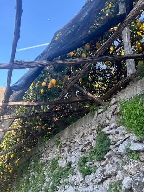 From Positano: Lemon Tour with Tasting Session and Transfer - Key Points / Takeaways