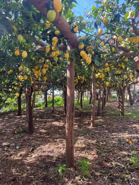 From Positano: Lemon Tour with Tasting Session and Transfer - Price and Value Perspective