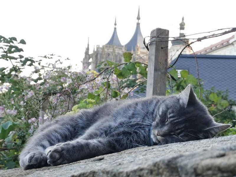 From Prague: Kutná Hora, Bone Church & Folk Museum Tour - Key points / Takeaways