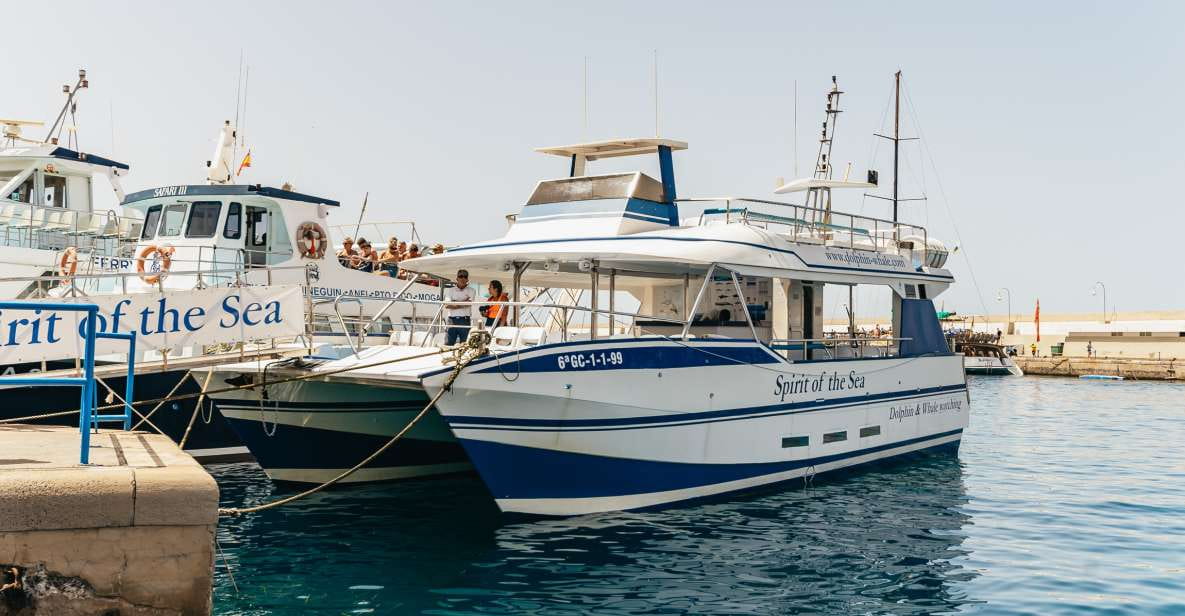From Puerto Rico De Gran Canaria: Dolphin Watching Cruise - Key Points