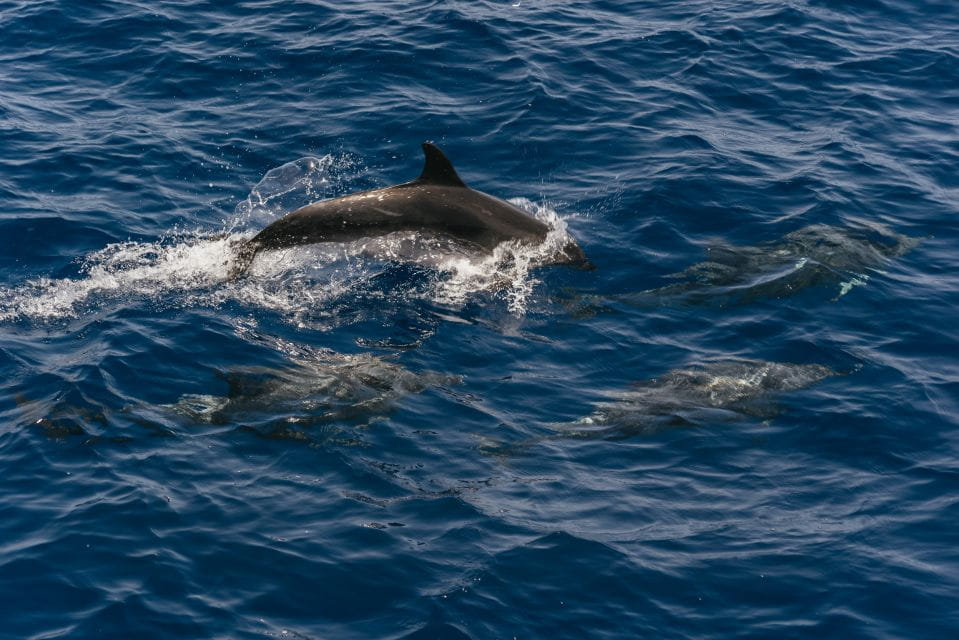 From Puerto Rico De Gran Canaria: Dolphin Watching Cruise - Itinerary and Duration