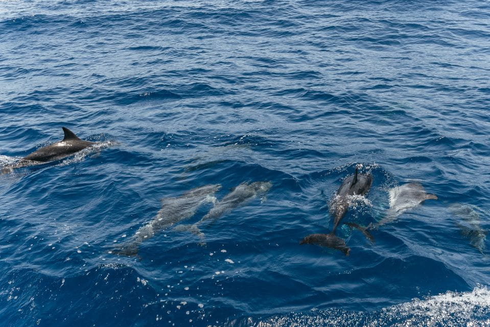 From Puerto Rico De Gran Canaria: Dolphin Watching Cruise - Guest Experiences and Ratings
