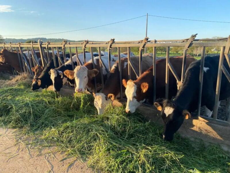 From Puglia: Local Towns Historic Centers Private Tour - Value and Overall Impression