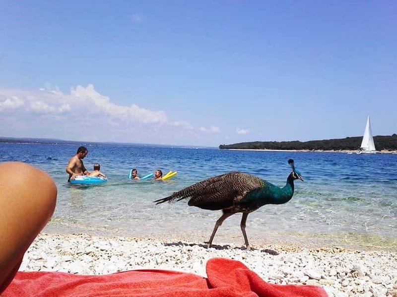 From Pula: Island Stop and National Park Day Cruise - Discovering the Islands of Brijuni