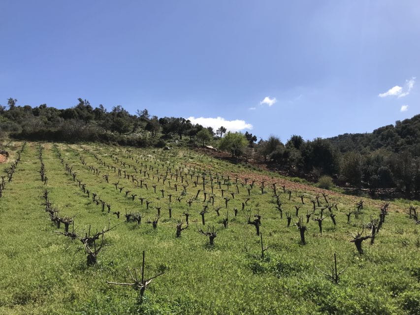 From Rethymno: the Cretan Way of Life in the Mountains - Frequently Asked Questions