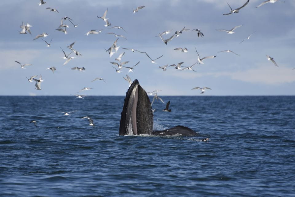 From Reykjavik: Buggy & Whale Watching Adventure - Duration and Schedule