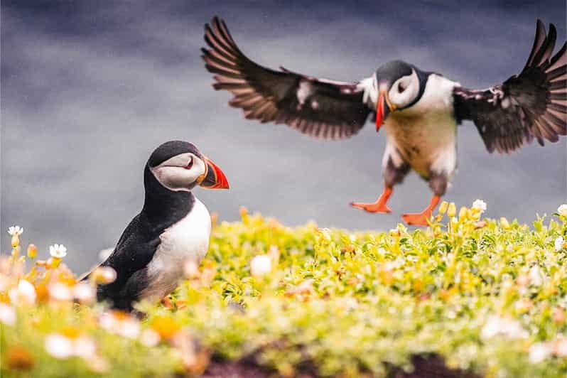 From Reykjavik: Puffin and Volcano Tour in Westman Islands - Who Will Love This Tour?