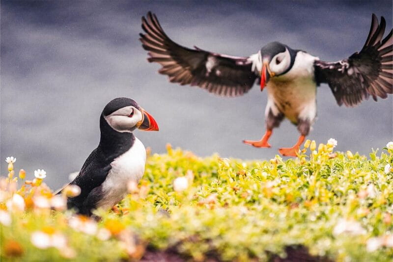 From Reykjavik: Puffin and Volcano Tour in Westman Islands - FAQ