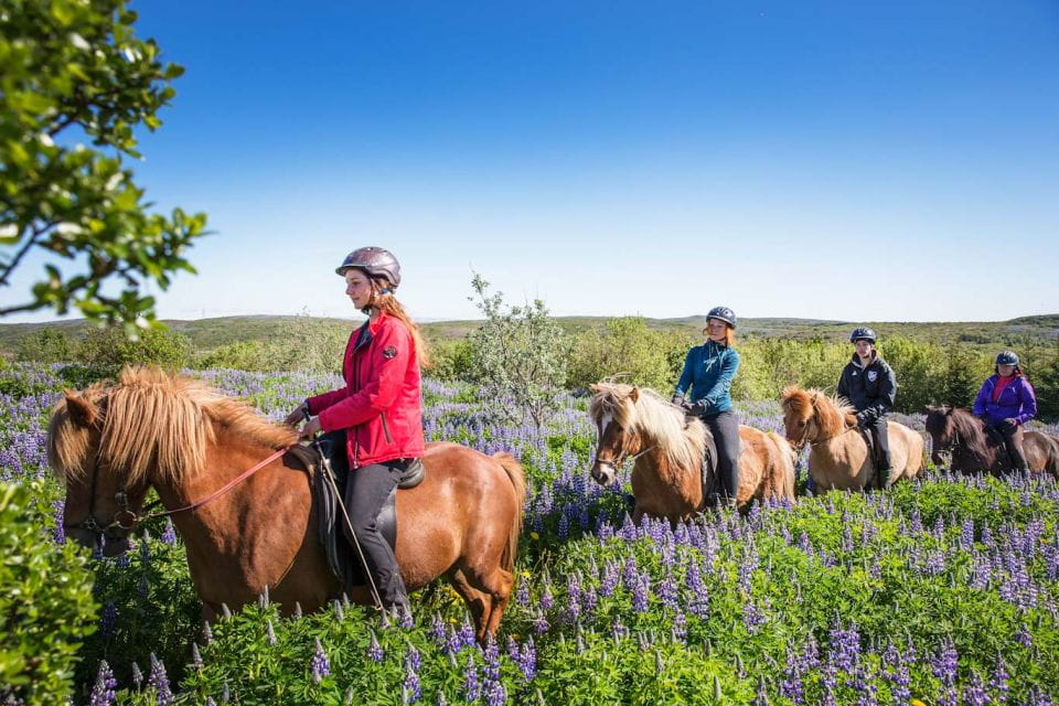 From Reykjavík: Viking Horseback Tour in Hafnarfjörður - Riding Gear Preparation