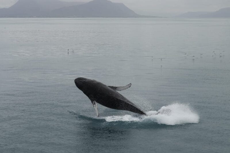 From Reykjavik: Whale Watching Tour - Key points / Takeaways