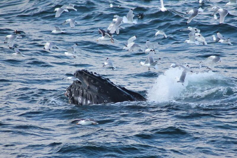 From Reykjavik: Whale Watching Tour - Who Will Love This Tour?