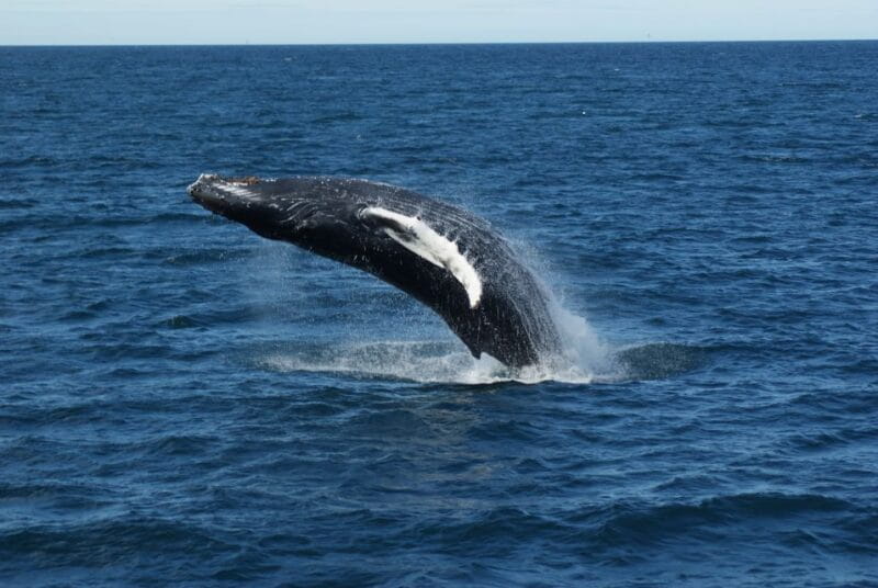 From Reykjavik: Whale Watching Tour - Practical Tips for Booking and Preparing