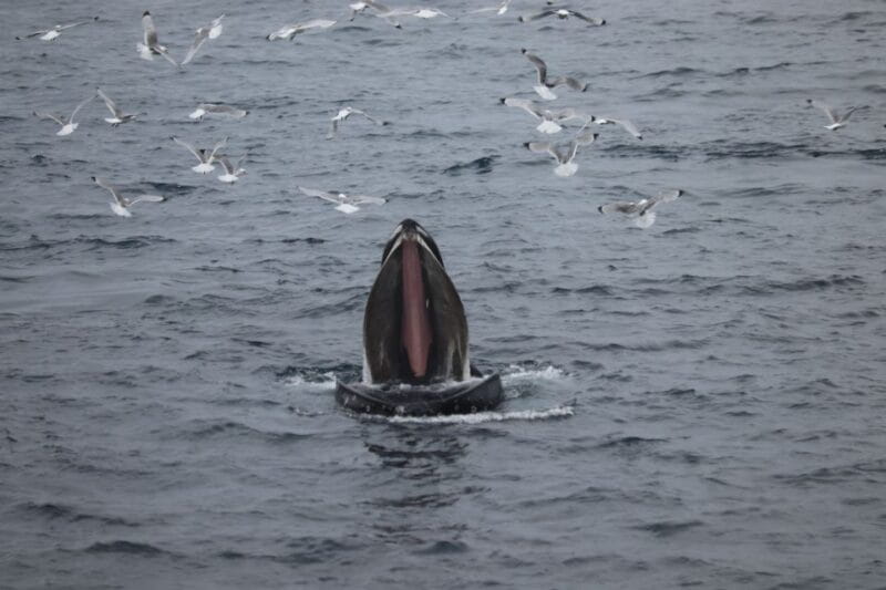 From Reykjavik: Whale Watching Tour - Who Is This Tour Best For?