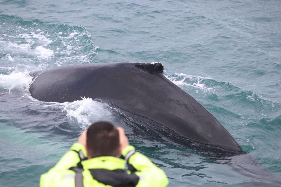 From Reykjavik: Whales and Northern Lights Boat Tour - Meeting Point and Logistics