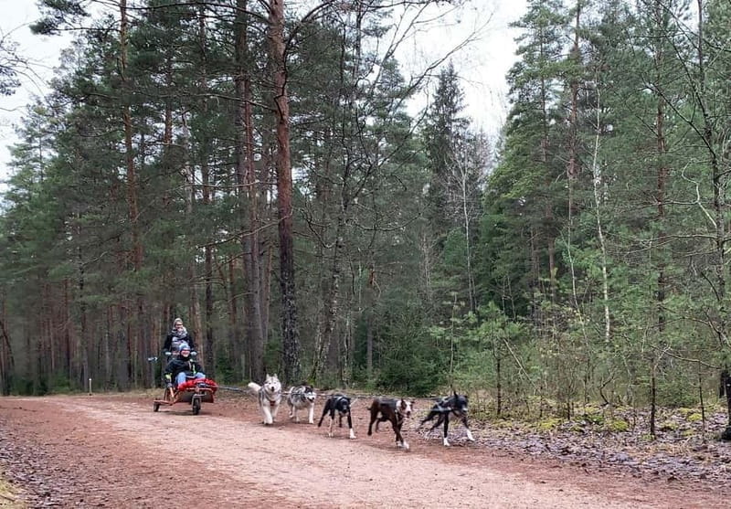 From Riga: Husky Sledding or Wheel Kart Tour - Entering the Forest: The Journey Begins