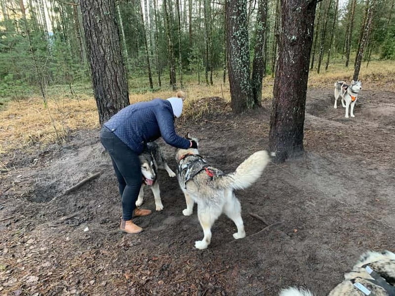 From Riga: Husky Sledding or Wheel Kart Tour - A Forest Walk and Viewpoints