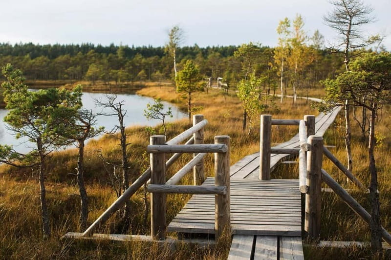 From Riga: Kemeri National Park and Kuldiga Tour - Exploring Kemeri National Park: Nature’s Quiet Marvel