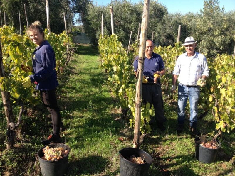 From Rome: Half-Day Frascati Wine Tour with Farmhouse Lunch - The Family Vineyard: An Intimate Look at Italian Winemaking