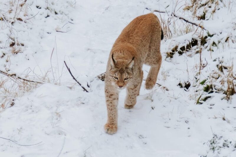 From Rovaniemi: Family Friendly Visit to Ranua Wildlife Park - Exploring the Ranua Wildlife Park: A Closer Look
