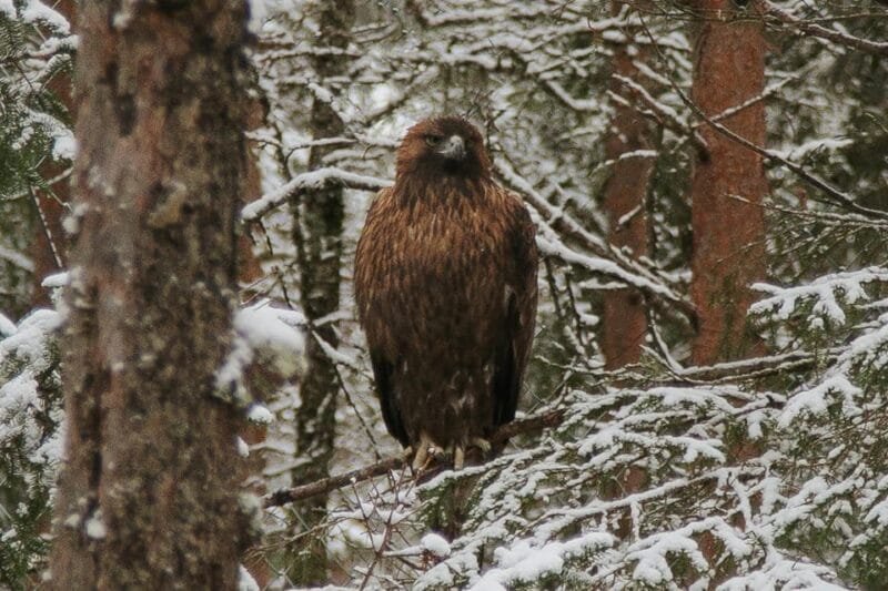 From Rovaniemi: Family Friendly Visit to Ranua Wildlife Park - FAQ