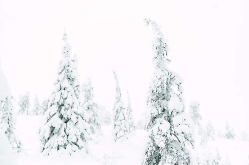 From Rovaniemi: Frozen Wonderland Riisitunturi Winter Hike - Practicalities: What You Need to Know