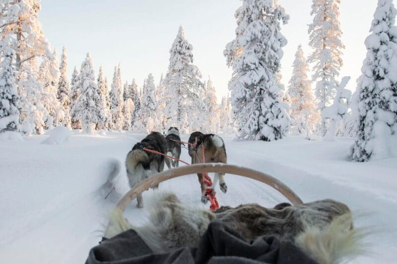 From Rovaniemi: Husky and Reindeer farm with sled ride - In Closing