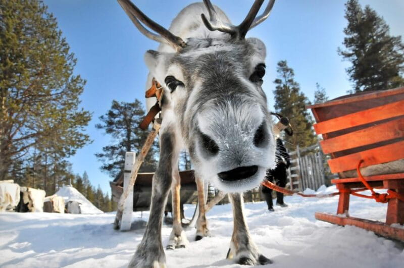 From Rovaniemi: Reindeer Farm Visit with Sleigh Ride - Entering a Lapland Winter Wonderland