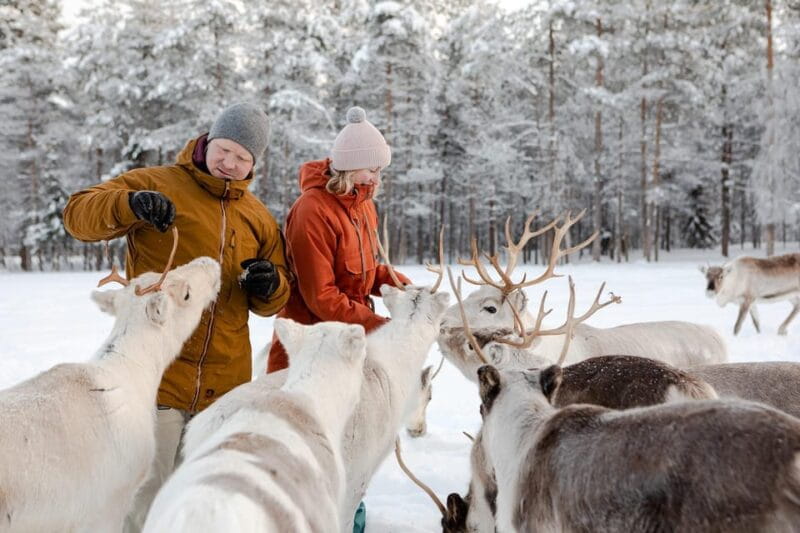 From Rovaniemi: Reindeer Farm Visit with Sleigh Ride - Final Thoughts