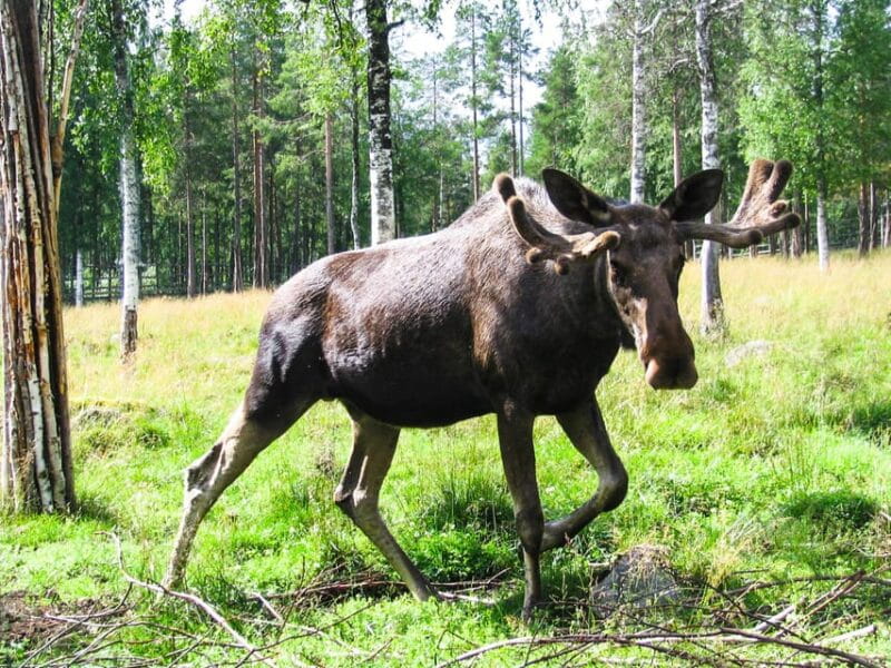 From Rovaniemi: Visit Wildlife Park in Ranua - FAQ