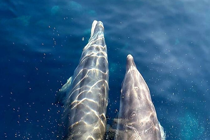 From Sagone/Cargèse: Scandola, Calanques De Piana, Girolata - Stop for 2 Hours - Cancellation Policy