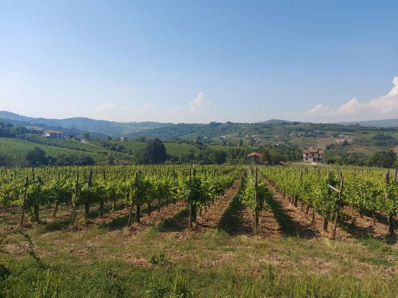 From Salerno: Irpinia Wine Tour Half-Day Trip - Key Points / Takeaways