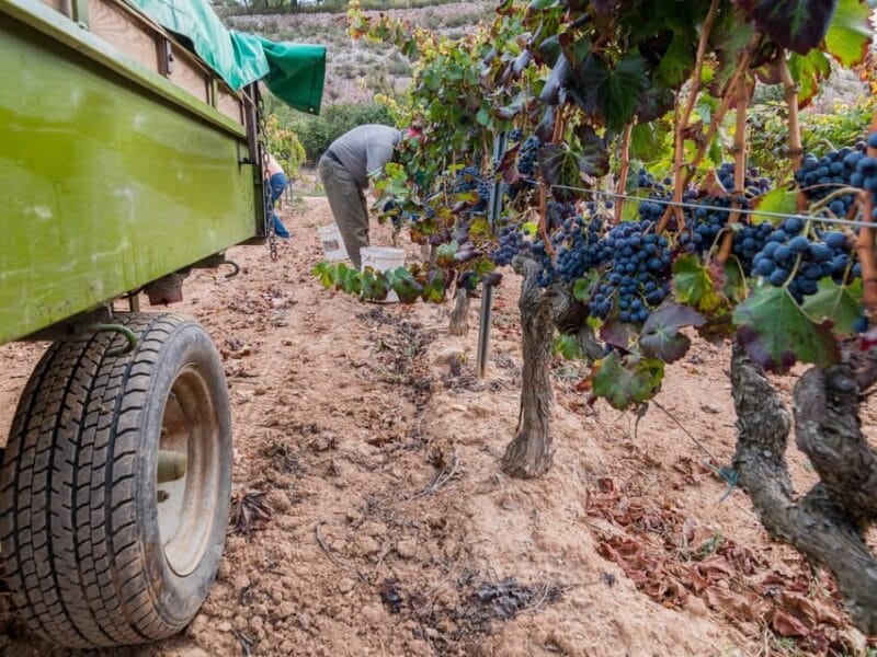 From Salou: Priorat olive trees and wine tour - A Deep Dive into the Experience