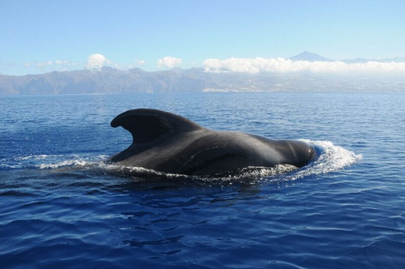 From San Juan beach : Marine Life Cruise - Final Thoughts: Is It Worth It?