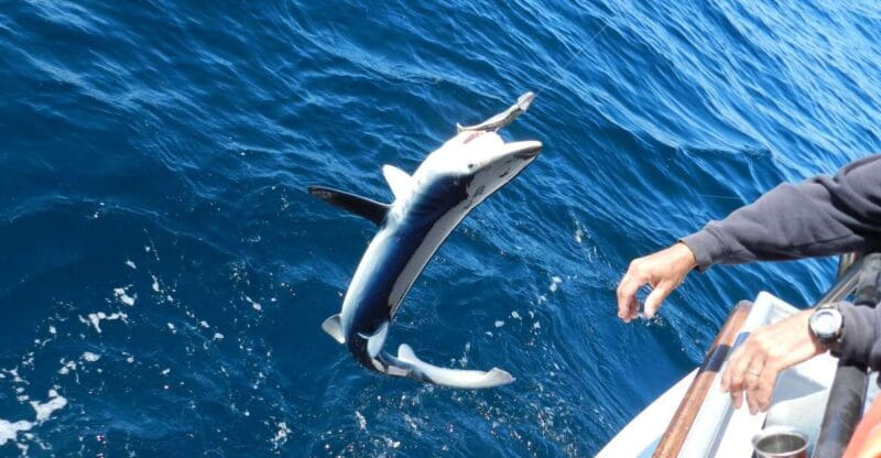 From San Leone: Private Bluefin Tuna Fishing Experience - Key points / Takeaways