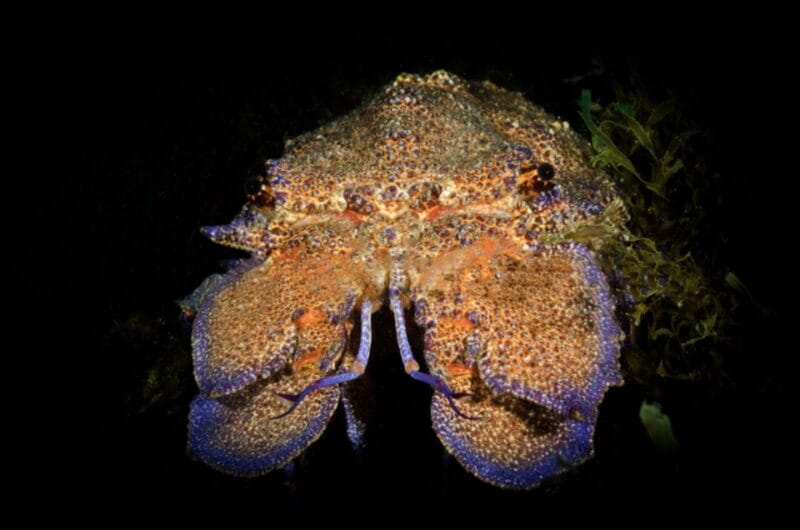 From San Teodoro: diving for experts in Tavolara and Molara - Detailed Breakdown of the Itinerary