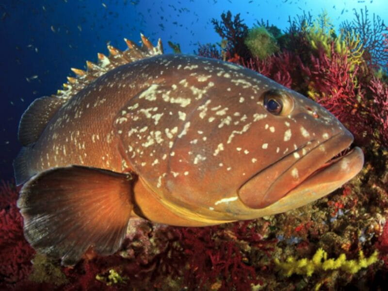 From San Teodoro: diving for experts in Tavolara and Molara - Who Will Love This Experience?