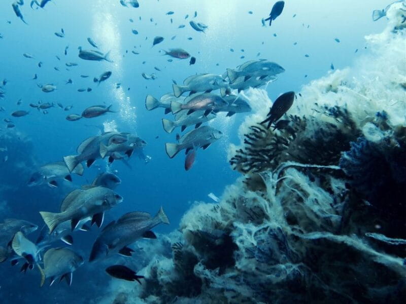 From San Teodoro: diving for experts in Tavolara and Molara - Final Thoughts: The Smart Choice for Serious Divers in Sardinia