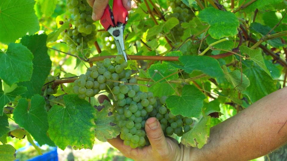 From Santander: Gastronomic Tour - Booking Information