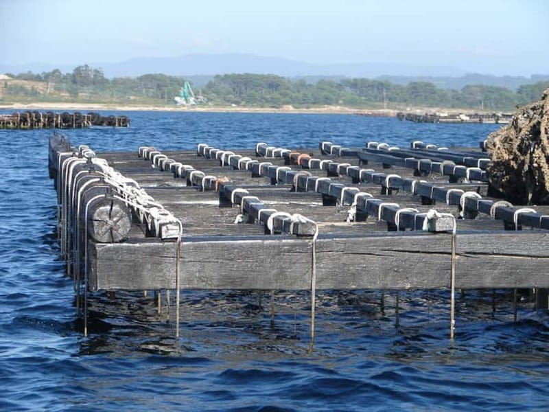 From Santiago: Rías Baixas Tour with Boat & Albariño Wine - Practicalities and Value