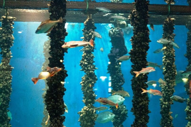 From Santiago: Tour to Rias Baixas with Boat Trip and Winery - A Day in Galicia: From Santiago to the Rias Baixas