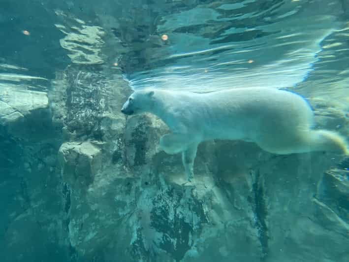 From Sapporo: Famous Asahiyama Zoo Review - Key Points