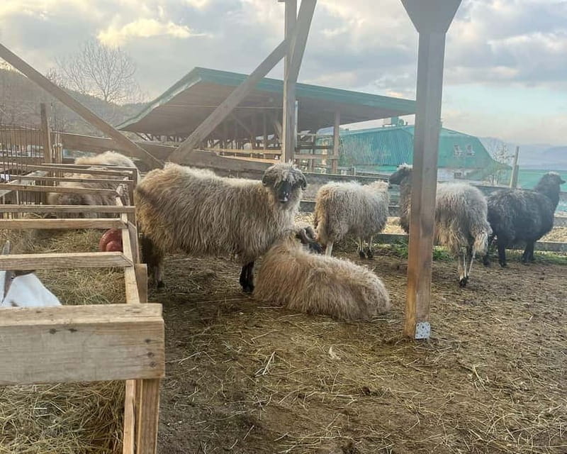 From Sarajevo: Visoko Pyramids, Plantations & Horse Riding - Final Thoughts