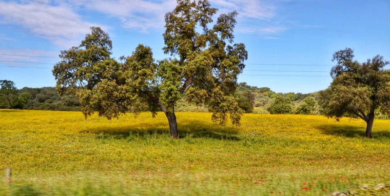 From Seville: Cerro del Hierro Private Hike with Picnic - Key points / Takeaways