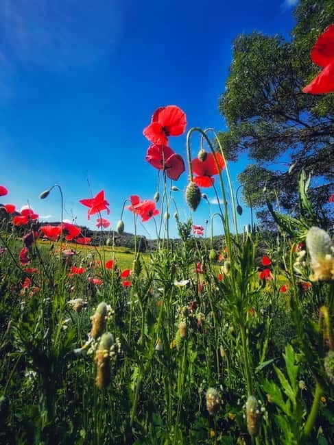 From Seville: Cerro del Hierro Private Hike with Picnic - A Detailed Look at the Cerro del Hierro Experience