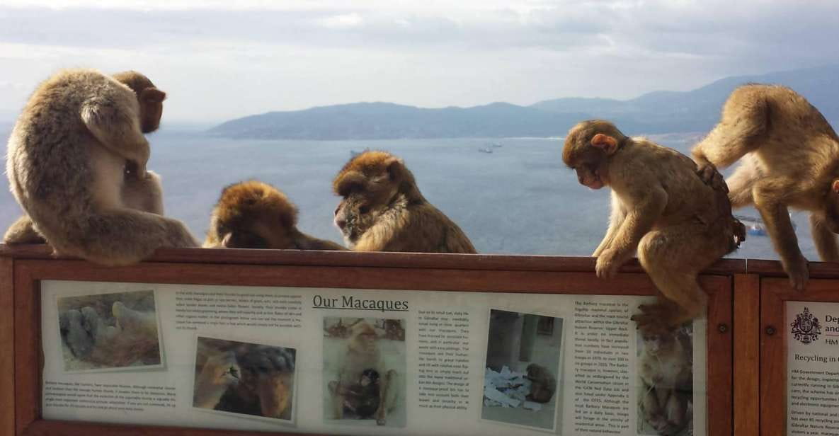 From Seville: Full-Day Private Tour of Gibraltar - Exploring St. Michaels Cave