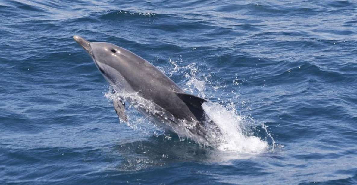 From Seville: Gibraltar Dolphins Watching Day Trip - Dolphin Watching Experience