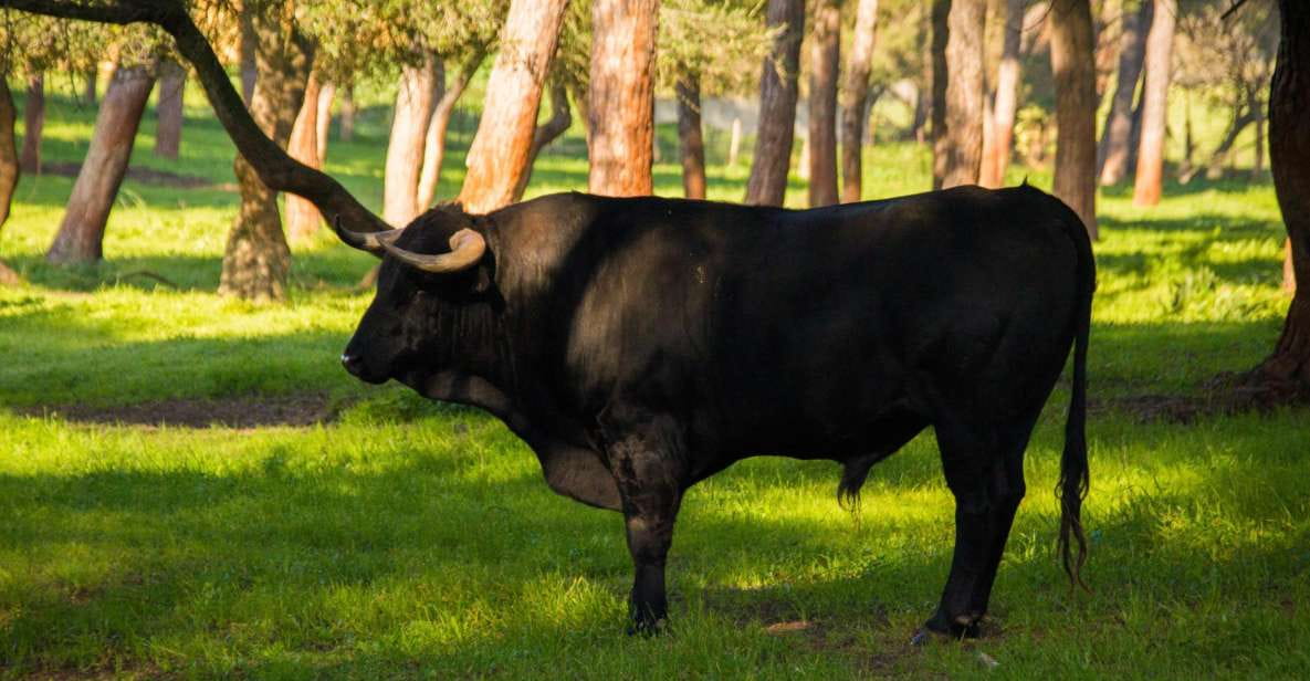From Seville: Half-Day Bull Breeding Farm Tour - Highlights