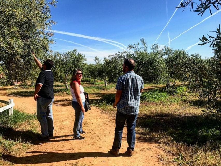 From Seville: Olive Oil Farm Tour - Recap