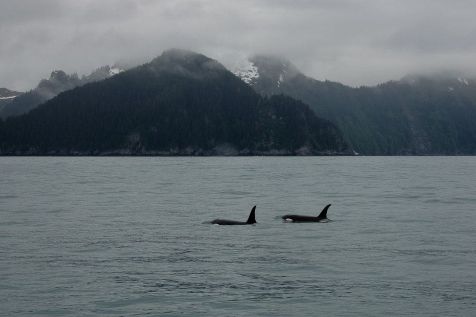 From Seward: Half-Day Resurrection Bay Wildlife Cruise Tour - Wildlife Highlights